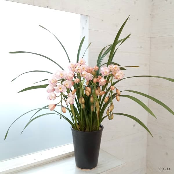 園芸ネット本店｜シンビジウム：プリティキャンディ 4本立ち7号鉢植え