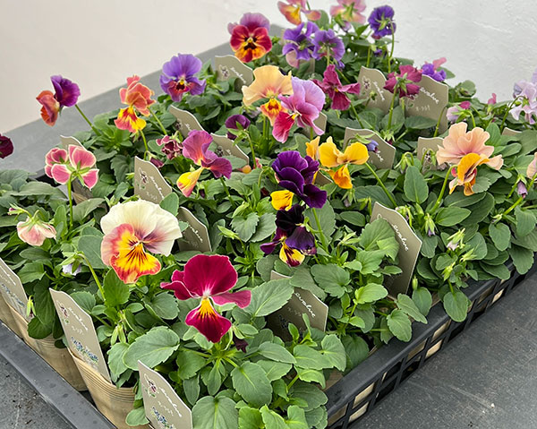 園芸ネット本店｜ビオラ：エボルベ オーララ！（花色いろいろ）3.5号