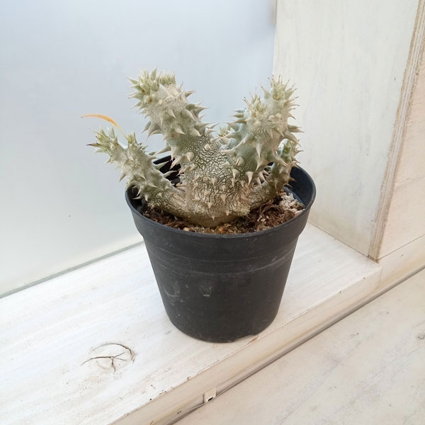 園芸ネット本店｜パキポディウム： 恵比寿大黒 実生株セレクト 3.5号23