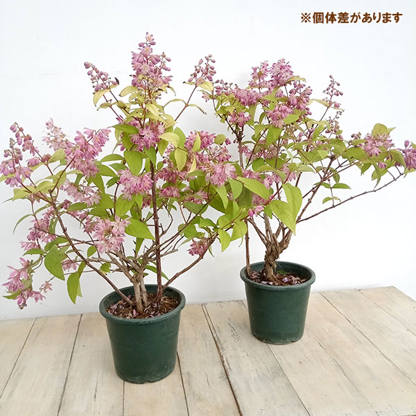 園芸ネット本店｜ウツギ（空木）：マジシャン（マギシエン）5号ポット