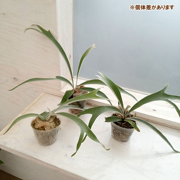 園芸ネット本店｜ビカクシダ（コウモリラン）： ベイチー アーバン