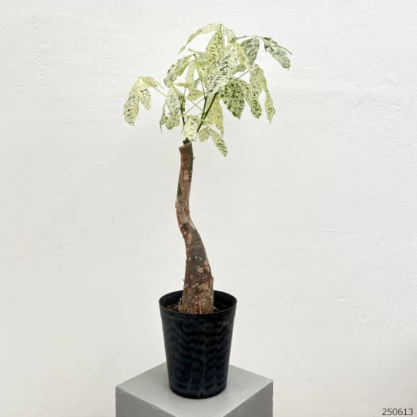 園芸ネット本店｜[ザ・ファームセレクト]パキラ：ミルキーウェイ 6号25