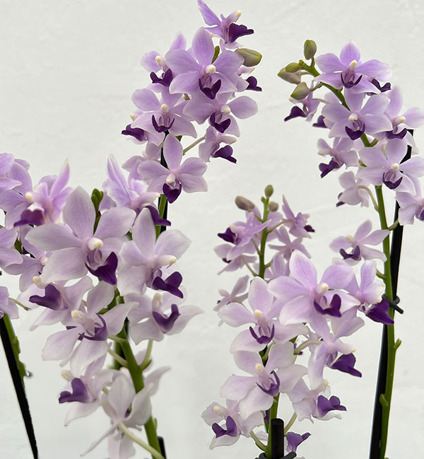 園芸ネット本店｜ミディコチョウラン：サマーローズ2本立ち 3号陶器