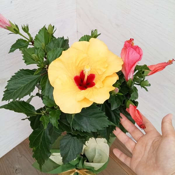 園芸ネット本店｜[送料無料][2024年 父の日ギフト][予約]ハイビスカス