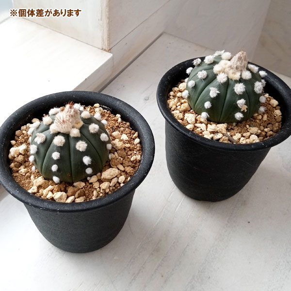 園芸ネット本店｜アストロフィツム：オオイボルリカブト（大疣瑠璃兜