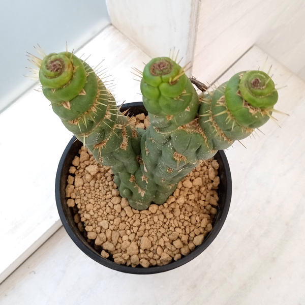 ユーリキニア カスタネア スピラリス 綴化 新種 人気サボテン 全部一点