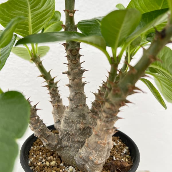 園芸ネット本店｜[送料無料]パキポディウム ウィンゾリー実生 3.5号