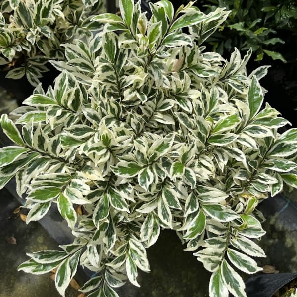 園芸ネット本店｜ヒサカキ：翠雪（すいせつ）7号ポット の通販【公式】