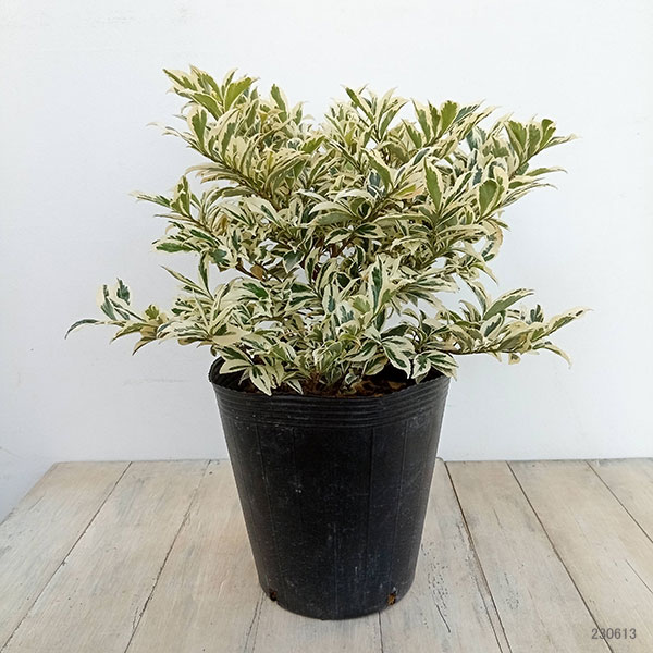 園芸ネット本店｜ヒサカキ：翠雪（すいせつ）7号ポット の通販【公式】