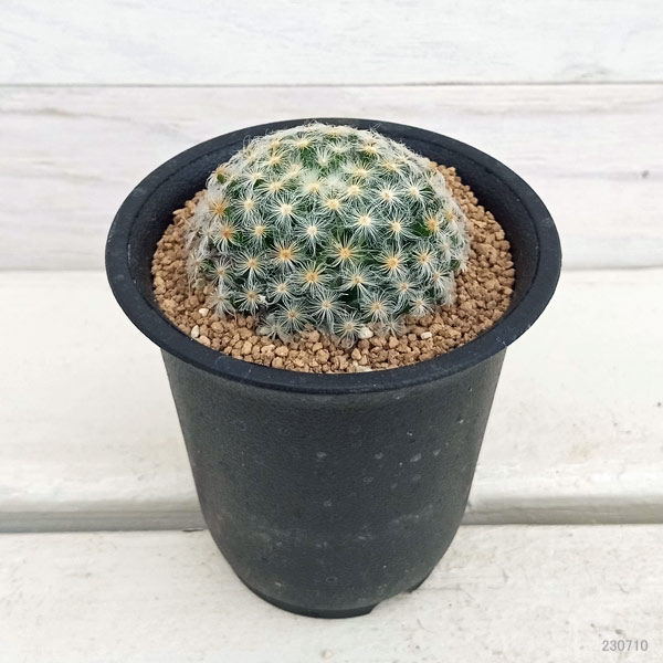 園芸ネット本店｜マミラリア ：明星（みょうじょう）2.5号 の通販【公式】