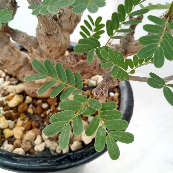 園芸ネット本店｜センナ：メリディオナリス（発根済み） 4号23-10 の