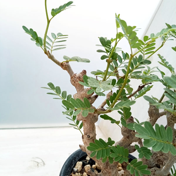 園芸ネット本店｜センナ：メリディオナリス（発根済み） 4号23-10 の