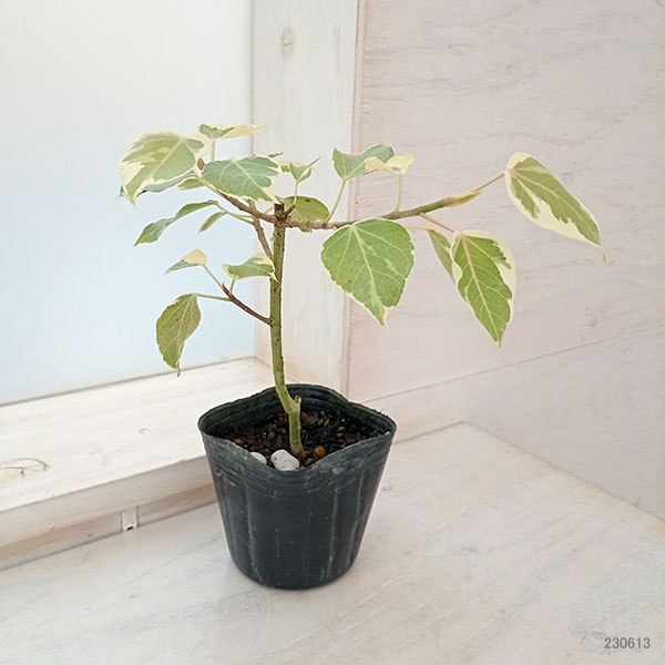 園芸ネット本店｜フィカス：ランフィー（ルンフィー）斑入り 3号ポット