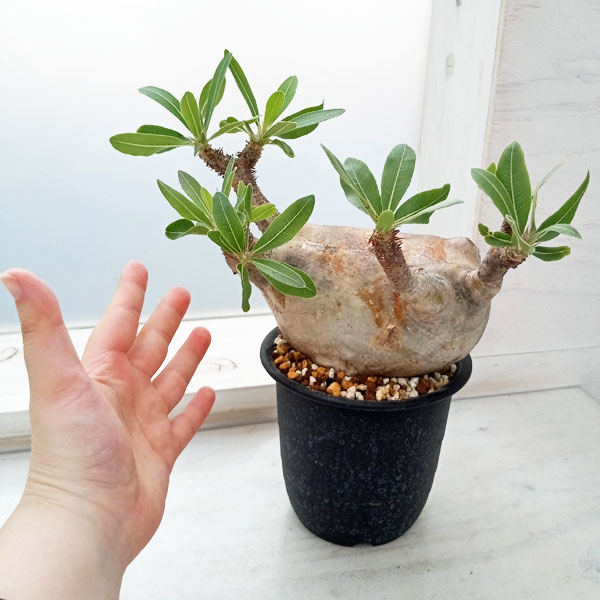 園芸ネット本店｜[送料無料]パキポディウム：マカイエンセ （魔界玉