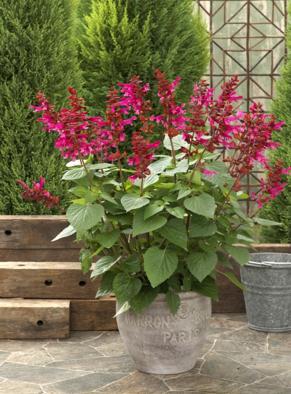 園芸ネット本店｜[26年4月下旬予約]サルビア：リトルバード ホット