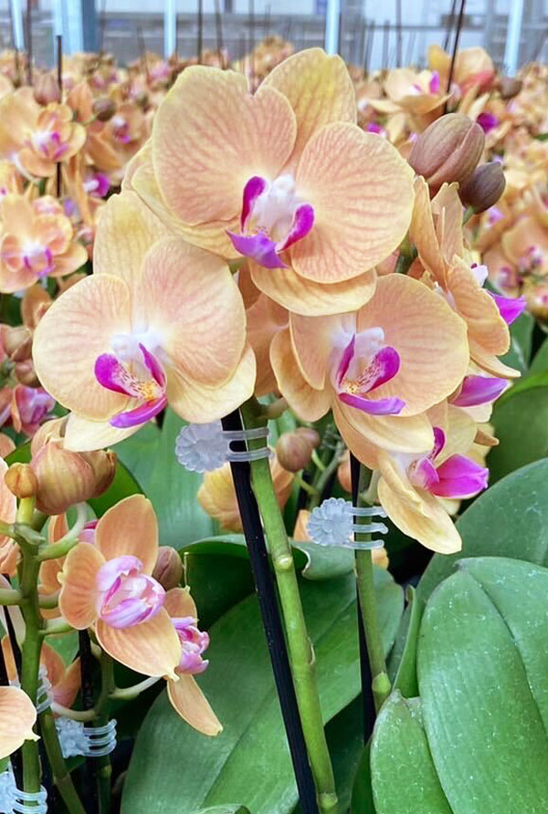 園芸ネット本店｜ミディコチョウラン：シナモン2本立ち4号陶器鉢植え