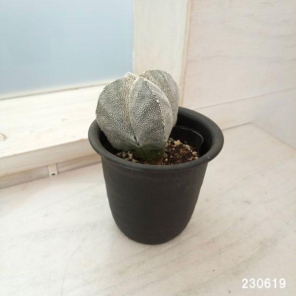 園芸ネット本店｜サボテン：恩塚ランポー玉（オンヅカランポウギョク