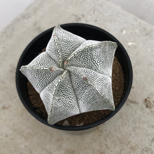 園芸ネット本店｜サボテン：恩塚ランポー玉（オンヅカランポウギョク