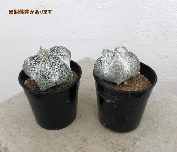 園芸ネット本店｜サボテン：恩塚ランポー玉（オンヅカランポウギョク