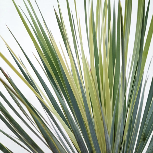 園芸ネット本店｜[送料無料]ユッカ：ロストラータ 10号鉢植え の通販