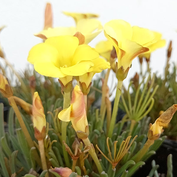 園芸ネット本店｜オキザリス：オータムレモン3.5号ポット の通販【公式】