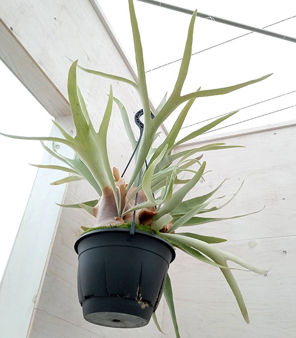 園芸ネット本店｜ビカクシダ（コウモリラン）：ベイチー 7号吊り鉢 の