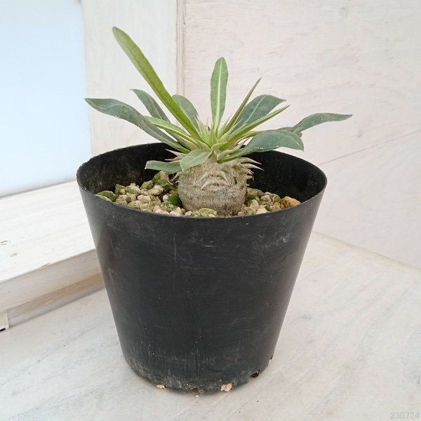 園芸ネット本店｜パキポディウム：エブレネウム（国内実生株） 4号 の