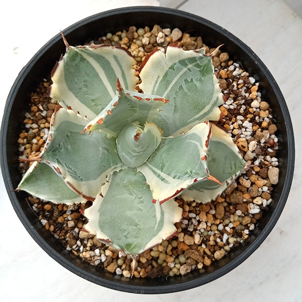 園芸ネット本店｜アガベ：兜蟹錦・連棘（カブトガニニシキ） 5号鉢植え