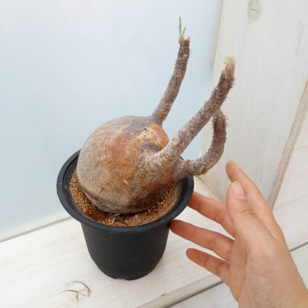 園芸ネット本店｜パキポディウム：グラキリス 4号23-01 の通販【公式】