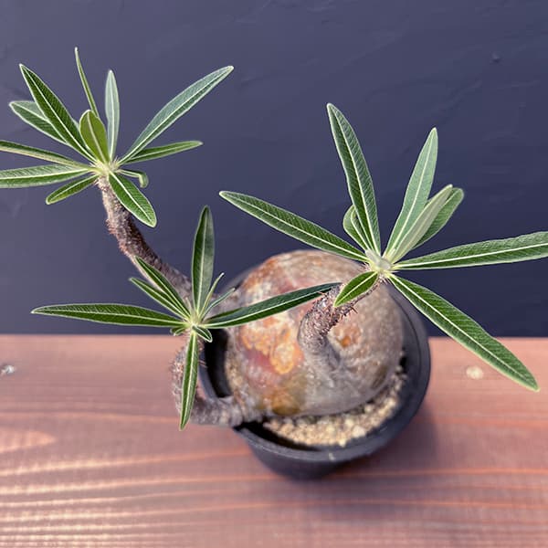 園芸ネット本店｜パキポディウム：グラキリス 4号23-01 の通販【公式】