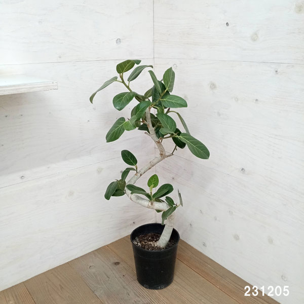 園芸ネット本店｜フィカス：ベンガレンシス（曲げ仕立て） 7号鉢植え