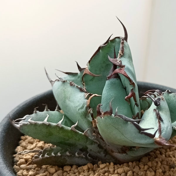 園芸ネット本店｜アガベ：チタノタ ブラックアンドブルー 2.5号鉢植え