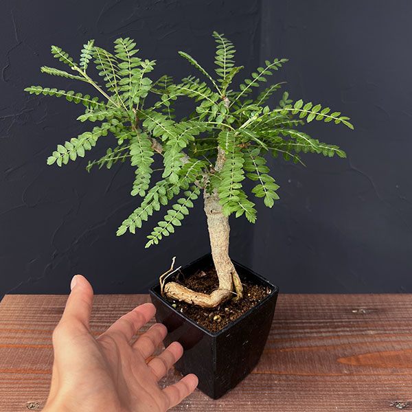 園芸ネット本店｜ボスウェリア：ネグレクタ 8.5cm角鉢23-02 の通販【公式】