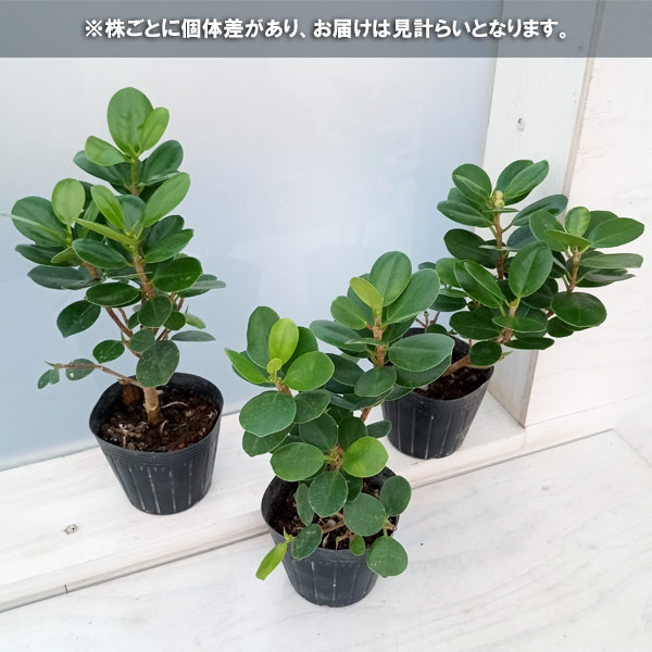 園芸ネット本店｜パンダガジュマル 3.5号ポット の通販【公式】