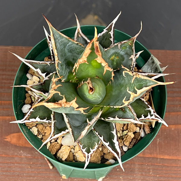 園芸ネット本店｜アガベ：チタノタ 海王 4号鉢植え23-01 の通販【公式】