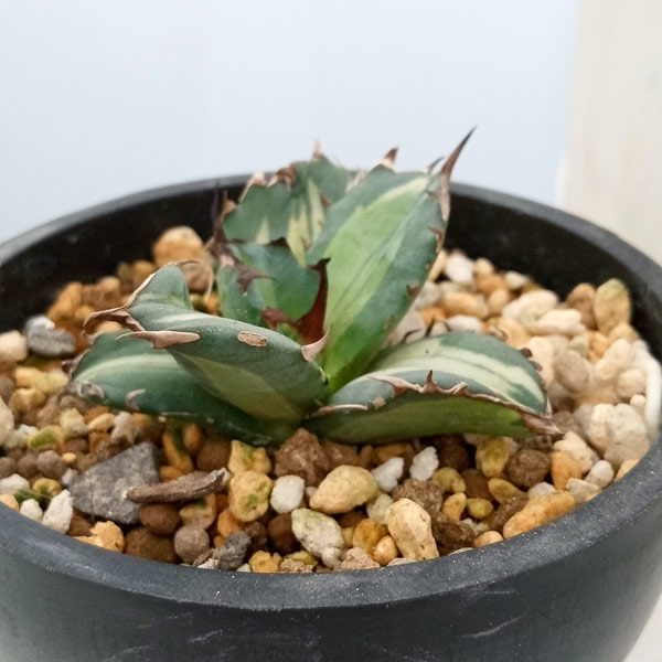 園芸ネット本店｜アガベ：チタノタ No.1白中斑 3号鉢植え23-01 の通販