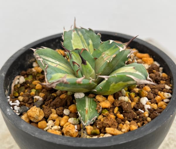 園芸ネット本店｜アガベ：チタノタ No.1白中斑 3号鉢植え23-01 の通販