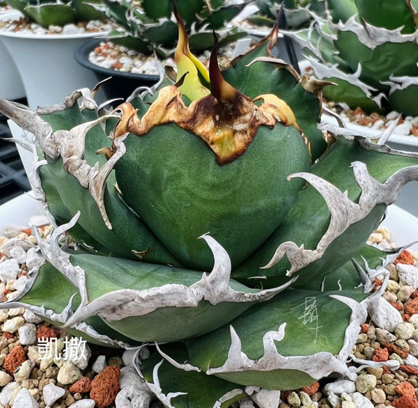 アガベ チタノタ シーザー 美株 ボール形 人気 タグ付き 【26】 アガベ