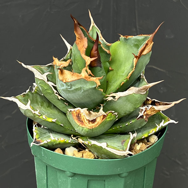 園芸ネット本店｜アガベ：チタノタ ホワイトファイアー 4号鉢植え23-01