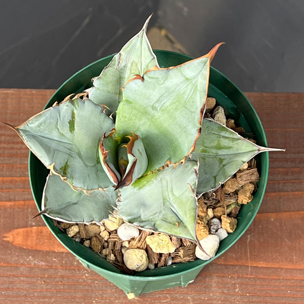 園芸ネット本店｜アガベ：チタノタ シャーク（発根済） 4号鉢植え23-01