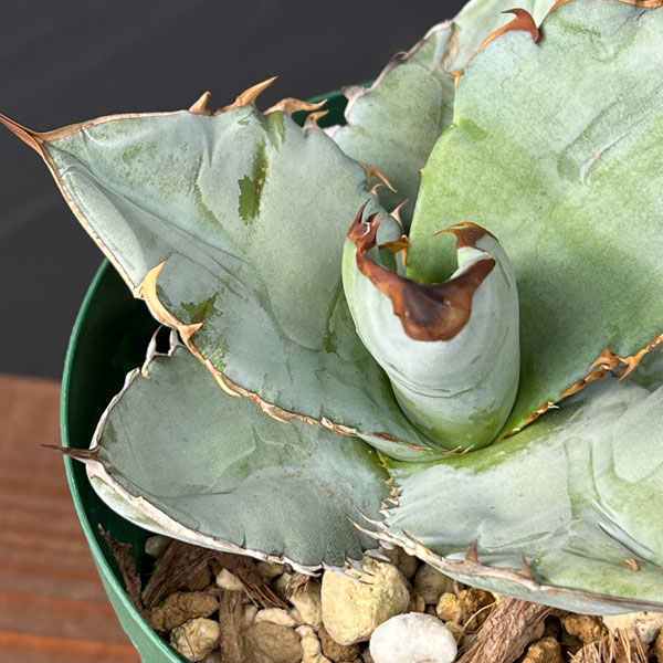 園芸ネット本店｜アガベ：チタノタ シャーク（発根済） 4号鉢植え23-01