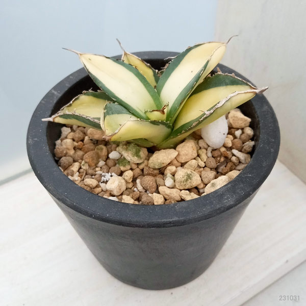 園芸ネット本店｜アガベ：チタノタ No.1 白中斑（発根済） 3号鉢植え23