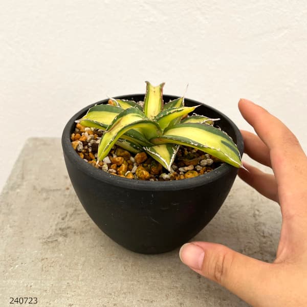 園芸ネット本店｜アガベ：チタノタ No.1白中斑（発根済） 3.5号23-03