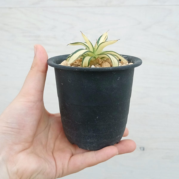 園芸ネット本店｜アガベ：白糸の王妃乱雪 黄中斑（発根済） 3.5号