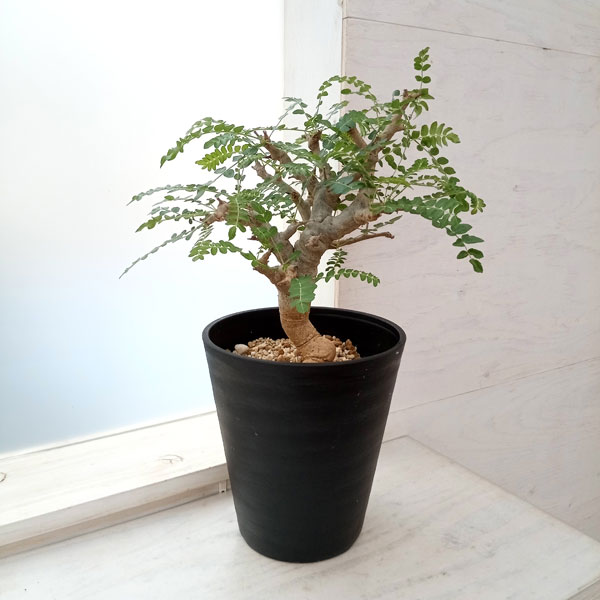 園芸ネット本店｜[ザ・ファームセレクト]ボスウェリア：ネグレクタ 7号