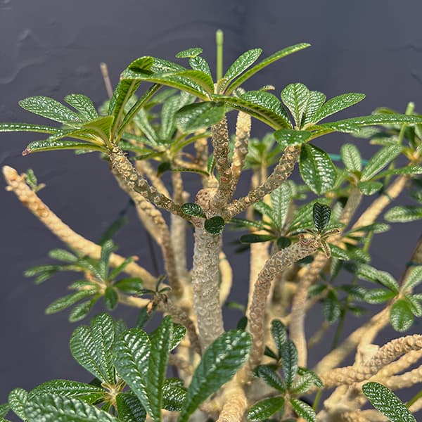 園芸ネット本店｜ドルステニア：ギガス 7号鉢植え23-02 の通販【公式】