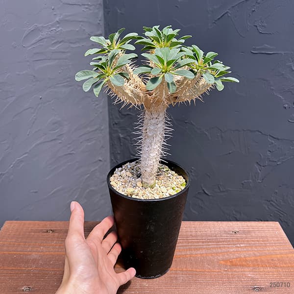 園芸ネット本店｜ユーフォルビア：ギラウミニアナ 4号鉢植え23-04 の