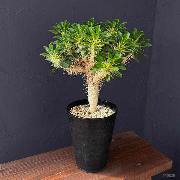 園芸ネット本店｜ユーフォルビア：ギラウミニアナ 4号鉢植え23-06 の