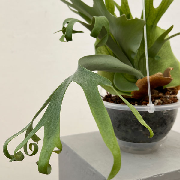 園芸ネット本店｜ビカクシダ（コウモリラン）：ウィリンキーバリー