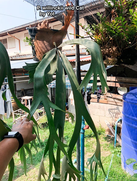 園芸ネット本店｜ビカクシダ（コウモリラン）：ウィリンキーワイルド